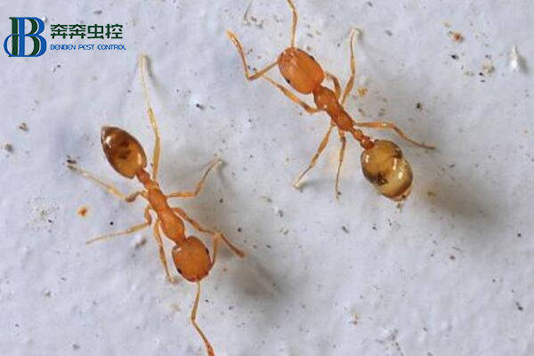 如何防治小黄家蚁？上海虫控公司告诉你！